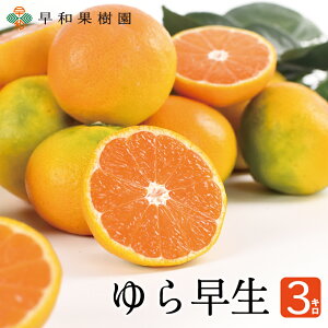 瑁݂ 3kg    Y \ ɑ Lc݂ B݂ Yn a̎R q ƒp ʕ t[c H ʕ