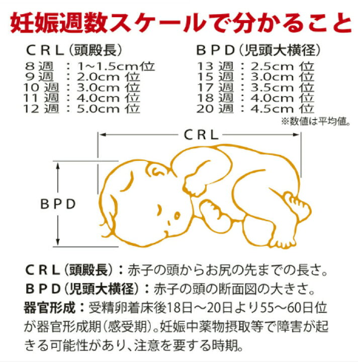 楽天市場 Takeda 妊娠週数スケール 月経周期型 妊娠週数 妊娠週数が分かる 妊婦 妊娠ギフト 出産 Crl 頭殿長 Bpd 児頭大横径 看護学生 分娩予定日 領収書対応可能 素材本舗 楽天市場店