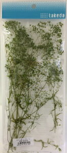 かすみ草 カスミソウ S takeda タケダ グリーン エンジェルグリーン ピンク クリーム ホワイト ドライフラワー 白 ドライフラワー ジオラマ素材 模型素材 鉄道模型 Nゲージ フィギュア装飾 天