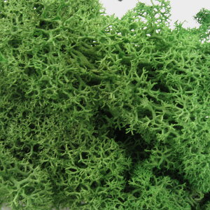 �W�I���} �� �A�� �R �^�P�_ �W�I���}���X takeda �͌^ ���z�͌^ �ޗ� �W�I���} ���̃p�[�X �H�� �S���͌^ �N���t�g �C���e���A �y �n�� �\�� �H�� �n�\ ���H �R �� �� ���� �� �e�����E�� ���X 