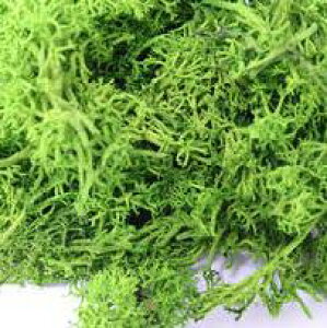 WI}  A R ^P_ WI}X takeda ͌^ z͌^ ޗ WI} ̃p[X H S͌^ Ntg CeA y n \ H n\ H R     eE X 