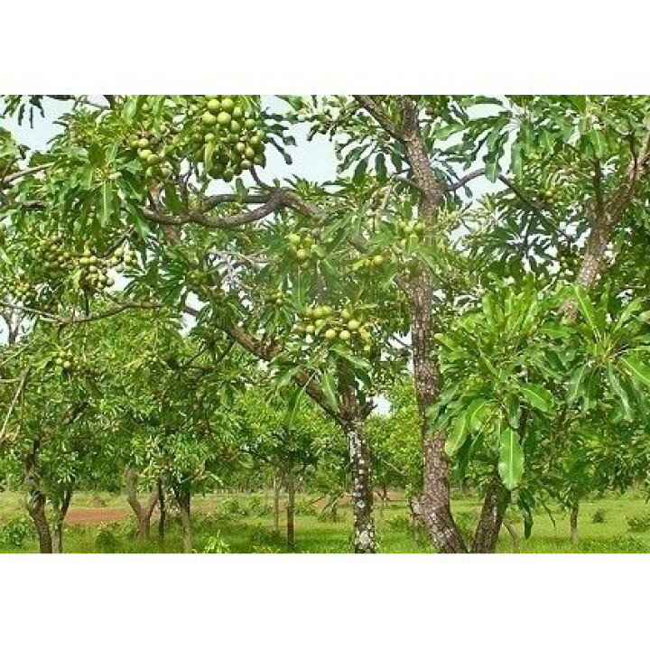 50%OFF!】 シアバター 140g オーガニック spa コスモスオーガニック認証 hinoki エコサート ボディバター 50%OFF!】 シアバター 140g オーガニック spa コスモスオーガニック認証 hinoki エコサート ボディバター