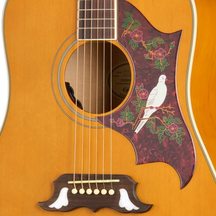 楽天市場】Epiphone Inspired by Gibson Dove Studio (Natural 