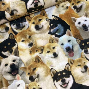 ADOG/ČCNWFbgvg IbNXn10cmPʂŔ̔