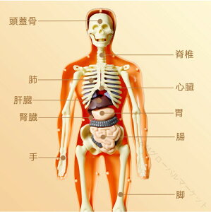 l̖͌^ i ~j 35cm 1/5 X^ht ғ\ l̍i͌^  p p inUwf iW{ ݌v [ KCRc XPgf if