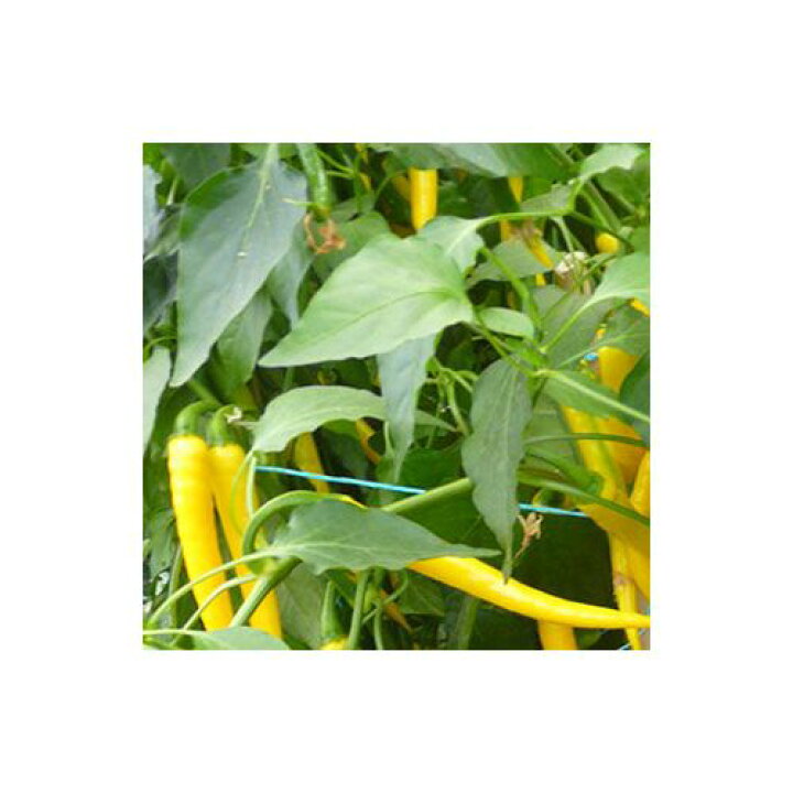 楽天市場 黄金唐辛子 国産最高級品 パウダー Golden Chili 10g 商品合計0g以下でネコポス可 スパイス販売 通販 スパイスラック