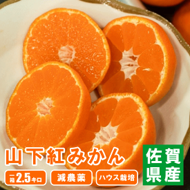 みかん 蜜柑 ミカン 山下紅みかん ハウスみかん 減農薬 農家直送 佐賀県産 唐津産【2.5kg×1箱】