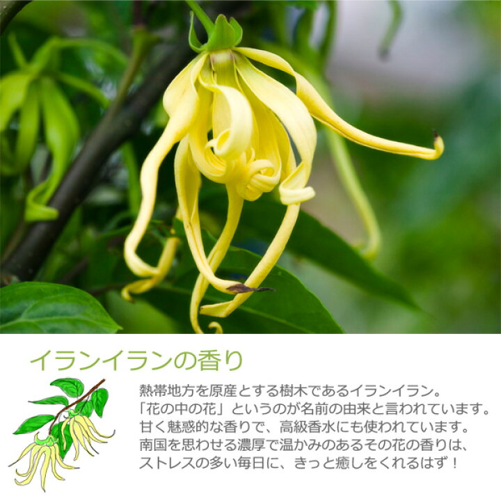 楽天市場 イランイラン ブレンド アロマオイル 500ml マッサージオイル 全身用 顔 美容オイル ベースオイル ライスブランオイル キャリアオイル ボディオイル 日本製 アクアステラ 楽天市場 イランイラン ブレンド アロマオイル 500ml マッサージオイル 全身用 顔 美容オイル ベースオイル ライスブランオイル キャリアオイル ボディオイル 日本製 アクアステラ