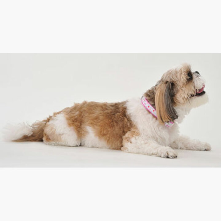 楽天市場】ペティオ リトルエンジェル キラキラカラー XS・SS ブラック・ホワイト ミニ犬〜超小型犬 犬用 首輪 【クリックポスト送料230円!!】 : ペットの雑貨屋さん spring 楽天市場】ペティオ リトルエンジェル キラキラカラー XS・SS ブラック・ホワイト ミニ犬〜超小型犬 犬用 首輪 【クリックポスト送料230円!!】 : ペットの雑貨屋さん spring