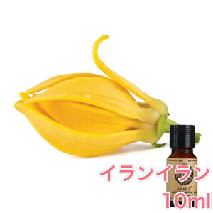 CC  10mlA} GbZVIC A}IC A}Xg[ A}fBt[U[ IG^ GL]`bN Y F [tOX