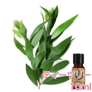 eB[c[ (eB[gD[)  10mlA} GbZVIC A}IC A}Xg[ A}fBt[U[ VR EbfB  Y F [tOX