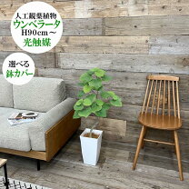 楽天市場】光触媒 ウンベラータの通販