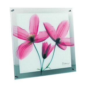 ʔ  X RAY KX A[g W[j[ N}`X MTCY XR-05006   Ⴉ G