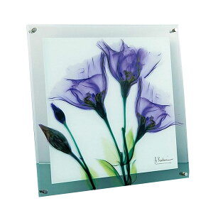 IVȃCeA ֘A X RAY KX A[g WFeBA MTCY XR-05008   