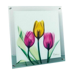 X RAY �K���X �A�[�g �`���[���b�v M�T�C�Y XR-05004 �C���e���A | �֘A�P�� �e�[�u�� �`�F�A ���O �N�b�V���� �\�t�@ �x�b�h �ϗt�A�� �ؐ� �i�`������ ���_�� �k�� �؍��� �J�[�e�� �t�@�u���b�N