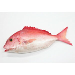 {El@HiTv@(Ж)u[@IP-544 X pi H | ֘AP e[uio[ Ɩp}bg {[hX^h Dz_[ X^hj[ TC plX^