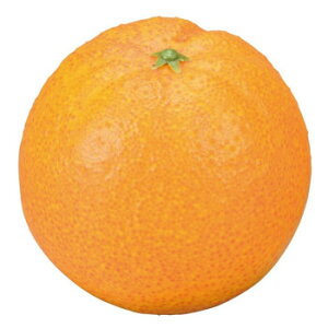 �ɂ� �l�C �������� ��� �������� �~ ���Ε� �M�t�g �N���X�}�X �v���[���g �������ʎ� �I�����W 57e1000000012