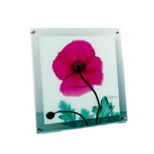 X RAY �K���X �A�[�g�u�|�s�[ �}���T�[���v M�T�C�Y XR-05007 �C���e���A | �֘A�P�� �e�[�u�� �`�F�A ���O �N�b�V���� �\�t�@ �x�b�h �ϗt�A�� �ؐ� �i�`������ ���_�� �k�� �؍��� �J�[�e�� �t�@
