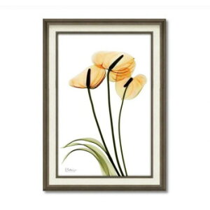 lC   ~ Ε Mtg NX}X v[g X RAY LoXA[guAXEv MTCY XR-12015