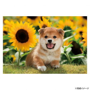 ro[ ybgWO\[pY Ђ܂ƃ{N 300s[X 300-064 Q[  { | ֘AP  X^v J[h c gJ 3 G{ pY 4 m Ԃ 킢 w q 