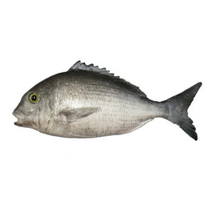 {El HiTv (Ж)u[ IP-259 X pi H | ֘AP ƖpfBXvC Y X܏Օi ƖpbN v[ plz_[ fBXvC X܈