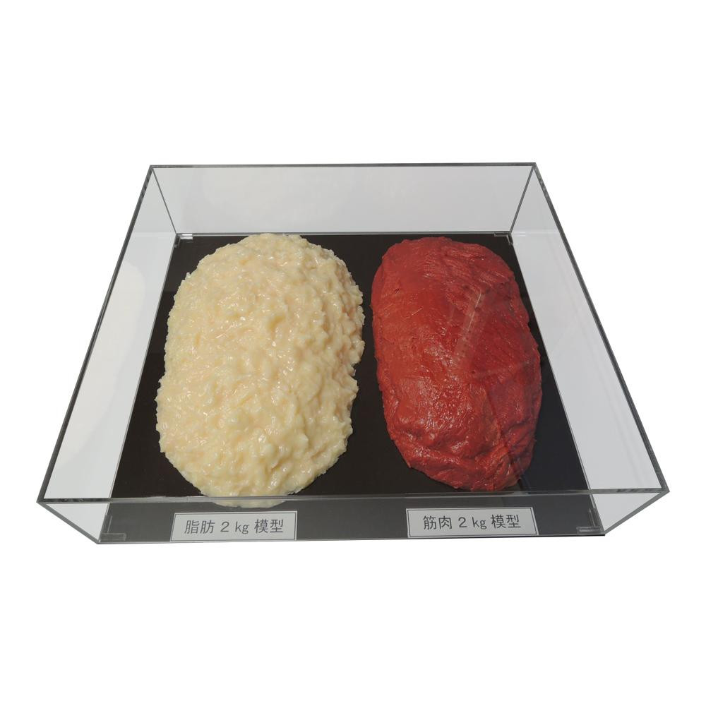 価格 交渉 送料無料 脂肪と筋肉の模型です 生産国:日本 素材 材質:塩化ビニール アクリル 商品サイズ:42×37×10cm 