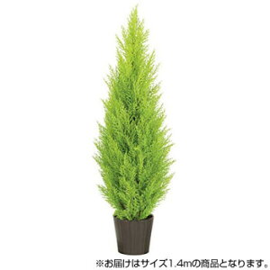 観葉植物 ゴールドクレストの人気商品 通販 価格比較 価格 Com