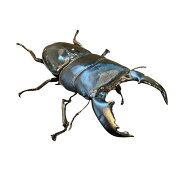 スマトラオオヒラタクワガタ