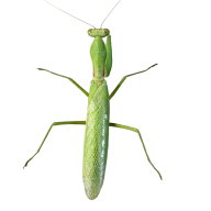 【生体】ハラビロカマキリ（成虫）　ペア