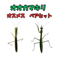 【生体】オオカマキリ(成虫)　緑色　オスメスペア