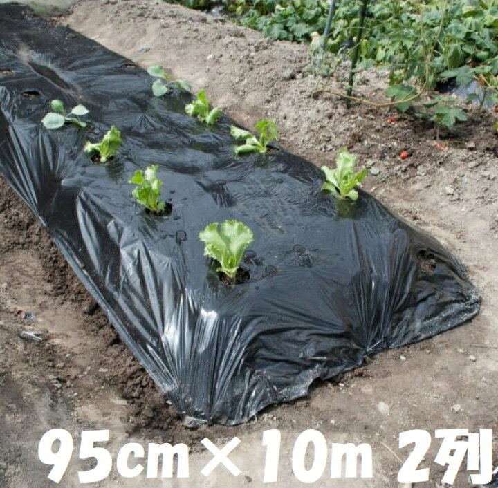 楽天市場】マルソル 黒マルチ 穴あきマルチ かんたんマルチ 95cm×10m 2 