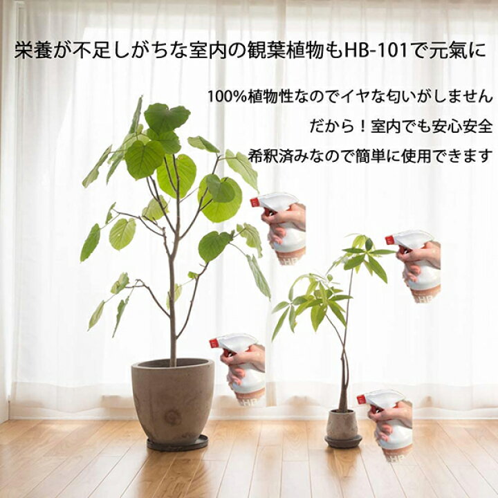 楽天市場】フローラ HB-101 1L 希釈済み そのまま使えるタイプ 植物 HB101 1L 未使用、未開封