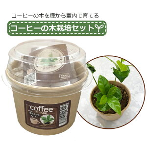 R[q[̖ ͔|Lbg ͔|Zbg    |{y ~jTCY R[q[̖؍͔|Zbg tHXg