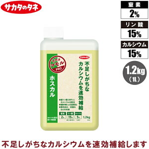 TJ^̃^l t 1.2kg(1L) zXJ JVE  t̔엿 t엿 tʎUz 󐅎{ ʕ _ JVEz_t