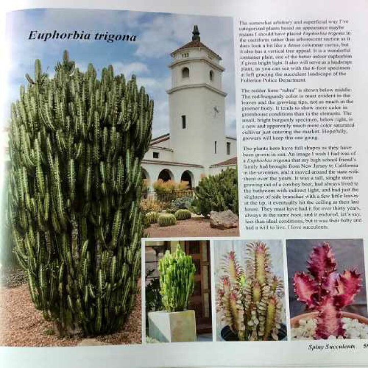 楽天市場 Spiny Succulents とげのある多肉植物 著者 Jeff Moore ジェフムーアー 写真集 サボテン ユーフォルビア 図鑑 本 洋書 書籍 アメリカ Stab Blue Enterprise