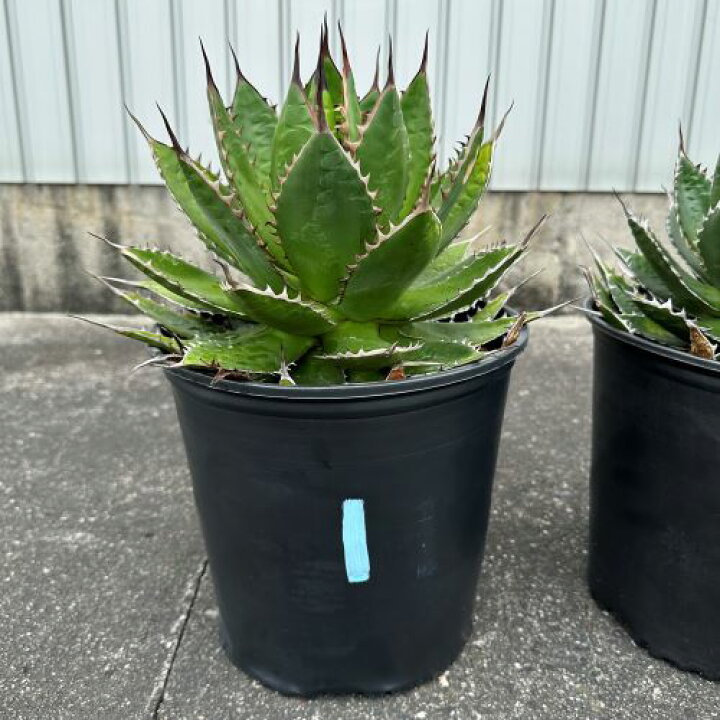楽天市場】アガベ ホリダ Agave horrida ドライガーデン 多肉植物 