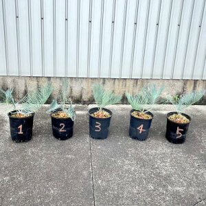 fBI[ Gf Dioon Edule hQ \ec R[fbN Caudex U~A TS\ec A A K[f | A