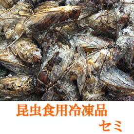 昆虫食調理用 【冷凍昆虫】 セミ 100g