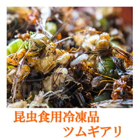 昆虫食調理用 【冷凍昆虫】 ツムギアリ 1kg