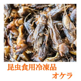 昆虫食調理用 【冷凍昆虫】 オケラ 100g