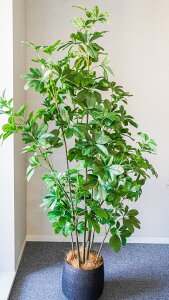 _N[|I10/24~10/27^ gVFt182cm tFCNO[  lHϗtA CeA 傫 big CeA MtgT[rX   JXj 蕨 b