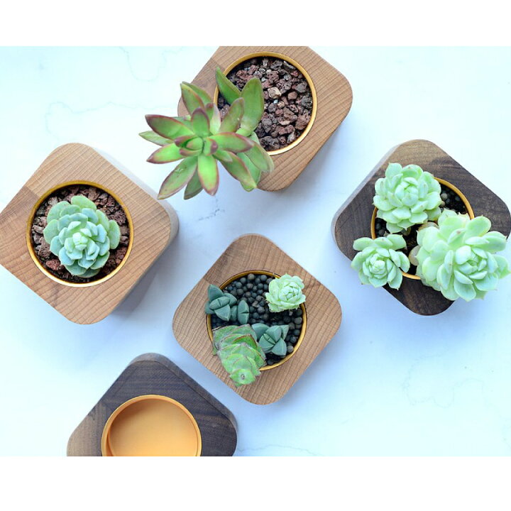 楽天市場 大還元クーポン モダン 木製 ミニ 植木鉢 プランター 家 ハウス 多肉植物 観葉植物 インテリア 飾り 撮影用 ホーム 部屋飾り 母の日 送料無料 Staraba