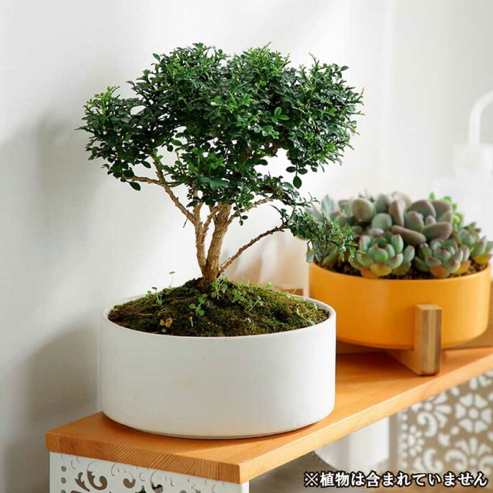 楽天市場 大還元クーポン 寄せ植え 植木鉢 プラン 鉢 多肉植物鉢 サボテン鉢 竹トレー付き ハーブ セラミックス 陶器鉢 ポット 小型植物適用 オフィス 園芸 ガーデン 送料無料 Staraba