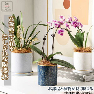uGg[Ń|Cg10{ vAؔ 픫  A 11cm S[h ~`  v^[ 󂯎Mt  ϗtA  A 