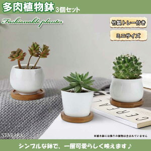 サボテン 植木鉢 観葉植物の人気商品 通販 価格比較 価格 Com サボテン 植木鉢 観葉植物の人気商品 通販 価格比較 価格 Com