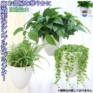 観葉植物 壁掛け ハンギングバスケットの人気商品 通販 価格比較 価格 Com