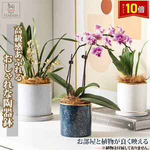 uGg[Ł|Cg10{ v ̓ Aؔ 픫  A 11cm S[h ~`  v^[ 󂯎Mt  ϗtA  A 