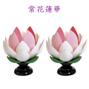 ~ ~jTCY @ؓ ya-425 Ԙ@ [] 20cm [V~ ~ ~  ~傤 _ u]