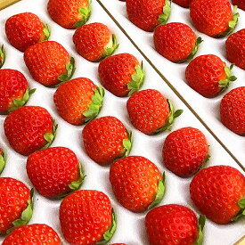 楽天市場 いちごの通販