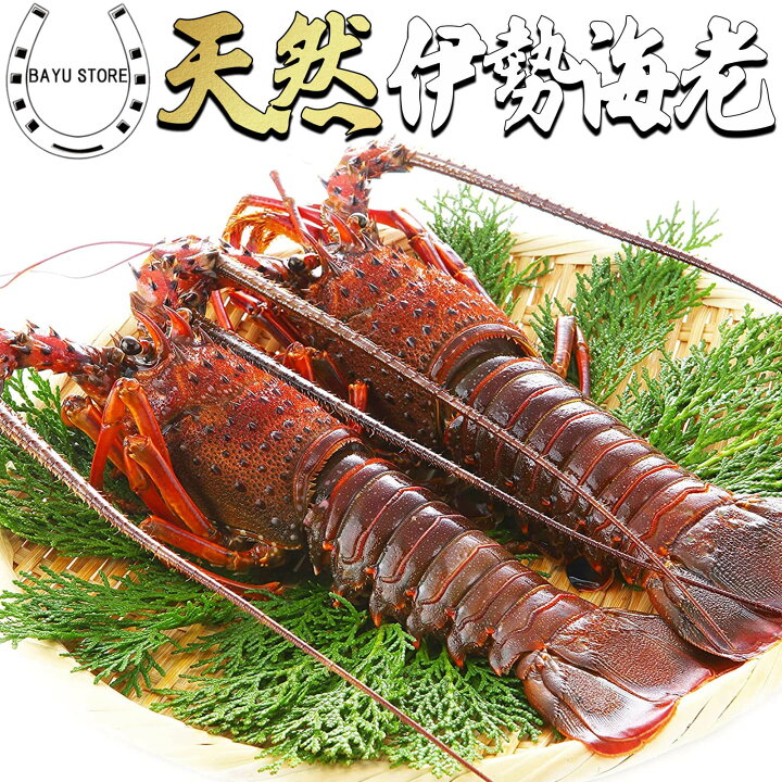 楽天市場 天然 伊勢海老 千葉県 房総産 生食用 500g 4 6尾 濃厚な甘み 伊勢海老 刺身 お刺身 エビ 海老 グラタン だし汁 冷凍 敬老の日 御歳暮 褒められる お歳暮 送料無料 北海道 沖縄 離島を除く Bayu Store